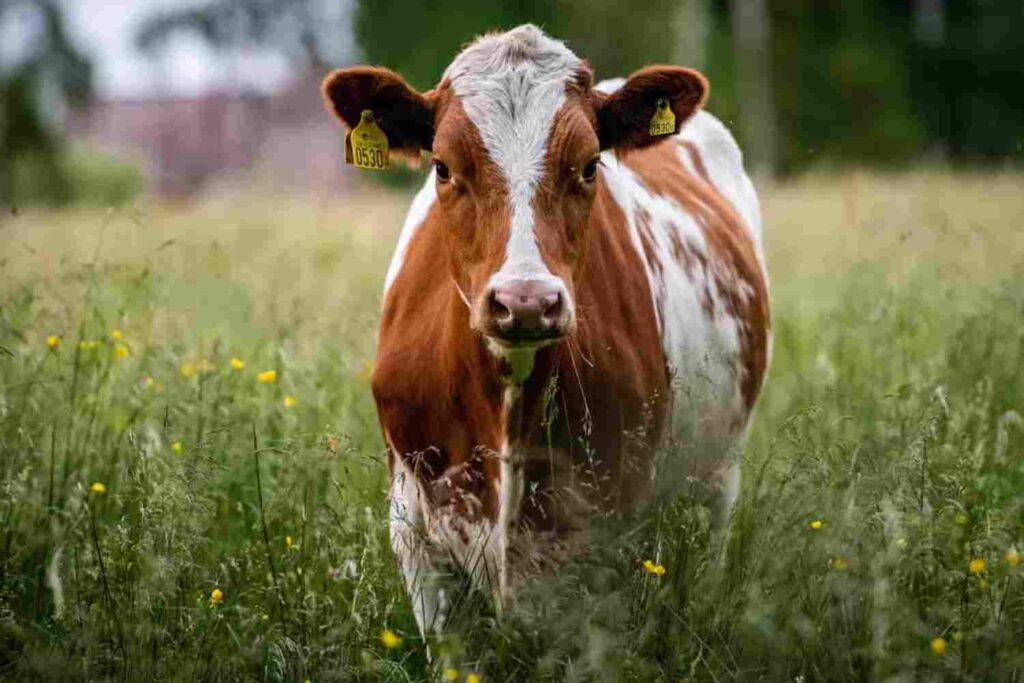 Image of a cow to demonstrate that mind can not comprehend no.